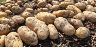 Городники розповіли, як вибрати найкраще місце для посадки картоплі