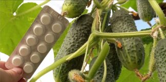 Городники розповіли, як створити ідеальні умови для рясного врожаю огірків