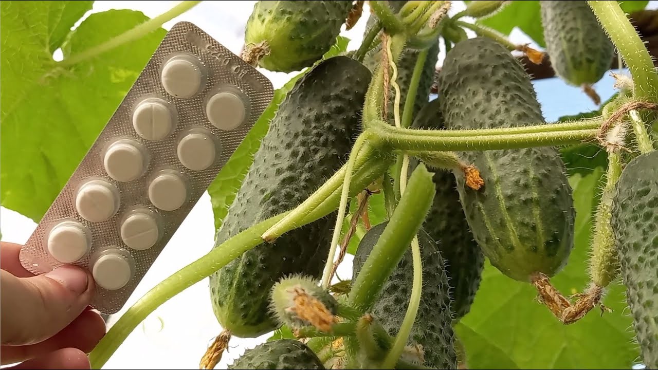 Городники розповіли, як створити ідеальні умови для рясного врожаю огірків