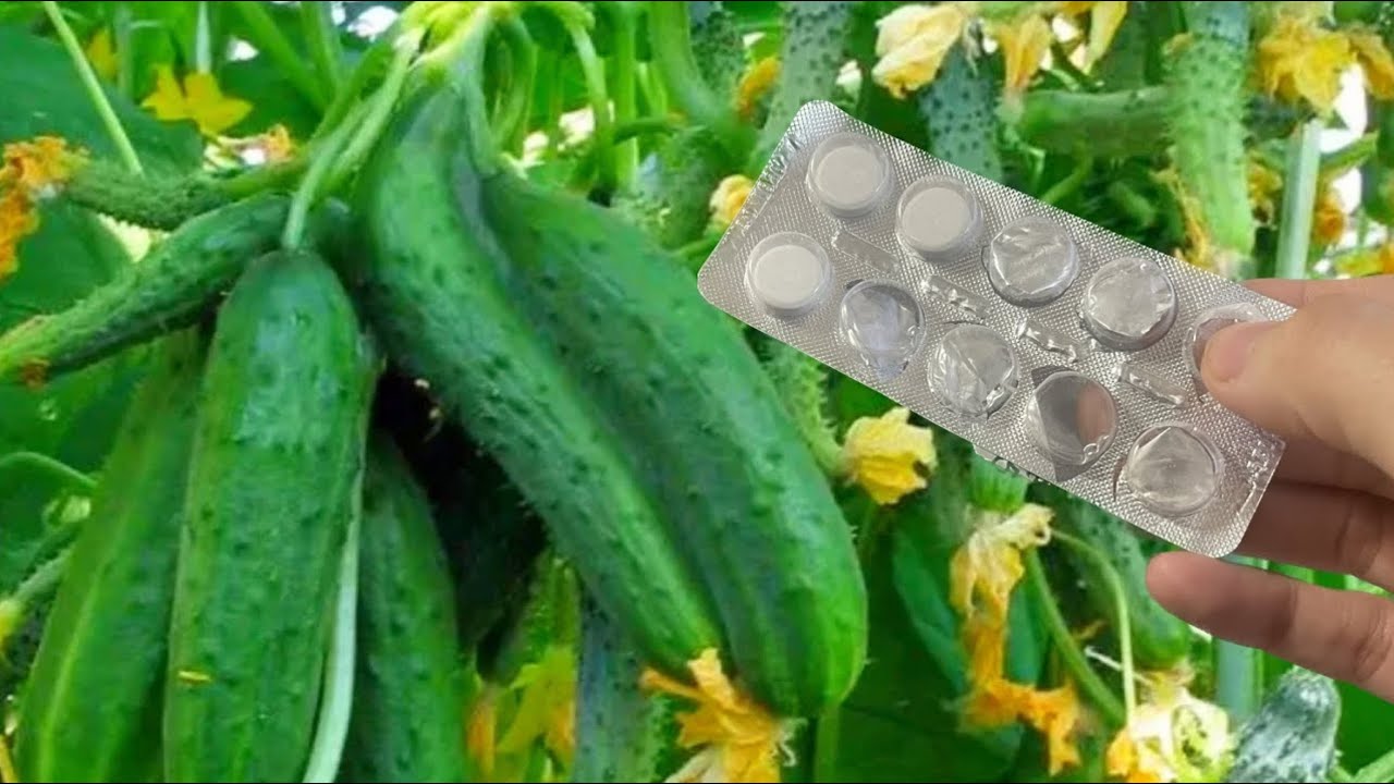 Городники розповіли, як створити ідеальні умови для рясного врожаю огірків