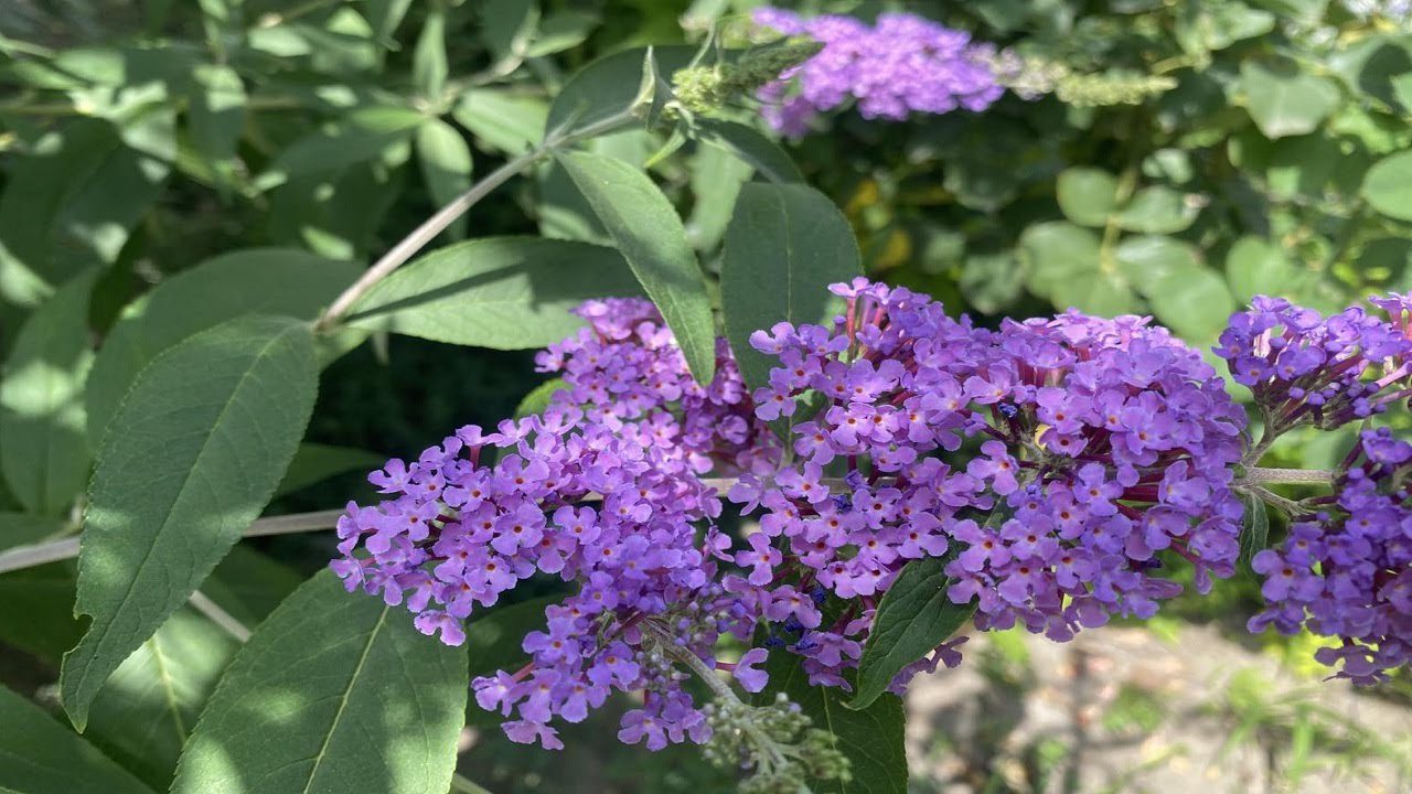 Садівники розповіли, що посадити на ділянці, якщо набридли петунія та лаванда