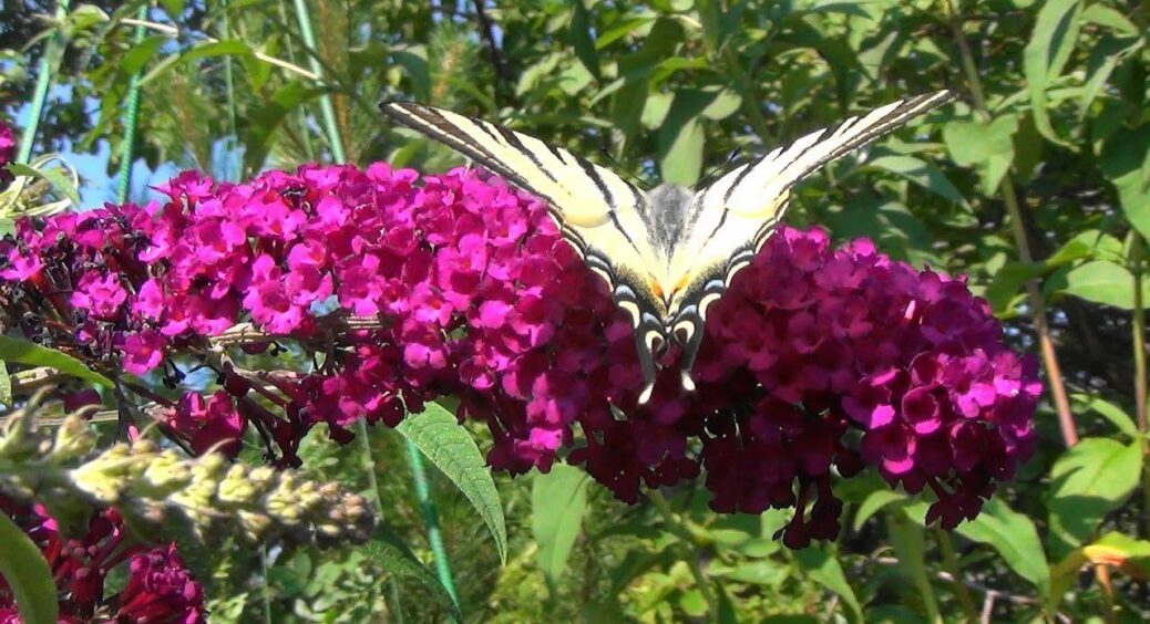 Цей 1 невибагливий багаторічник затьмарить усі популярні квіти: пишні фіолетові “хмаринки” цвітуть до жовтня 