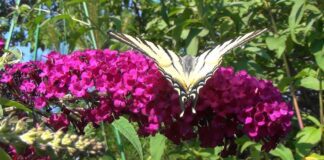 Садівники розповіли, що посадити на ділянці, якщо набридли петунія та лаванда