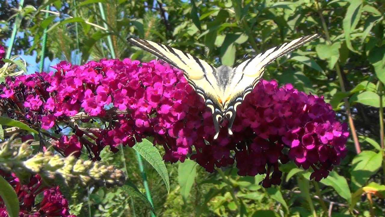 Садівники розповіли, що посадити на ділянці, якщо набридли петунія та лаванда