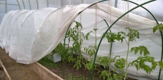 Городники розповіли, як допомогти розсаді перенести заморозки в теплиці