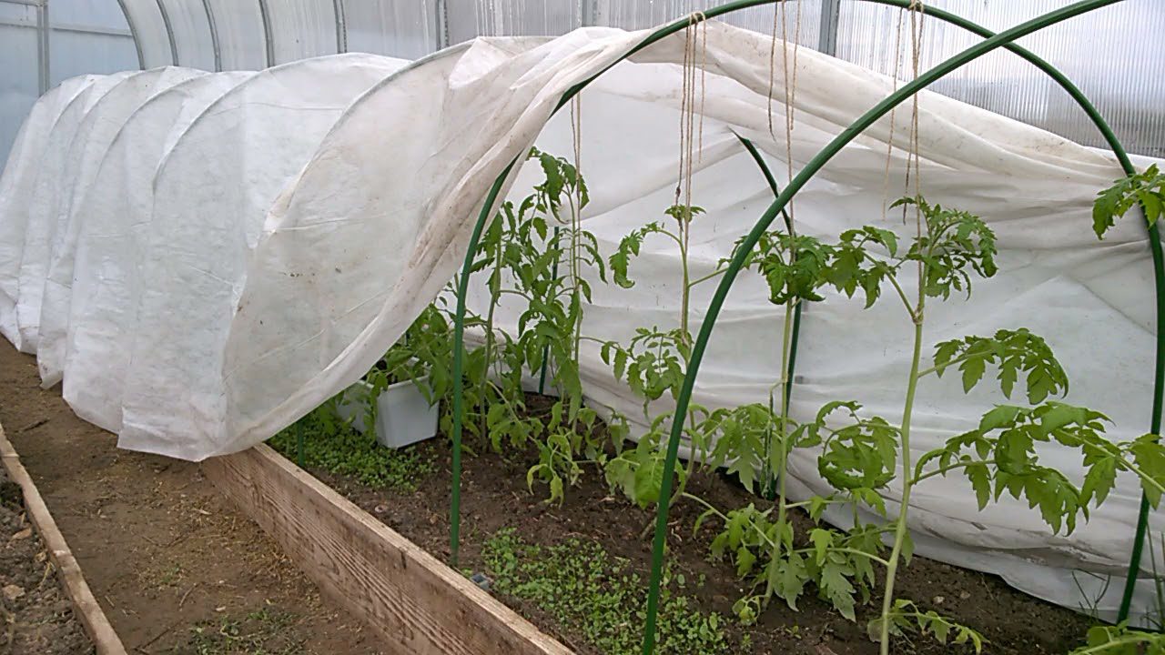 Городники розповіли, як допомогти розсаді перенести заморозки в теплиці