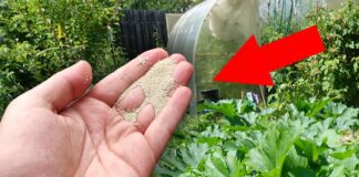 Агрономи розповіли, який один сидерат здатний із легкістю замінити гній