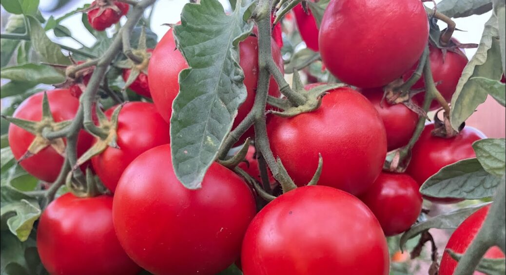 Ці 3 популярні сорти помідорів не виправдали очікувань – і ось 5 головних причин: більше не куплю їх 