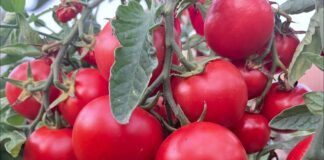 Городники назвали найкраще добриво для здорових помідорів 