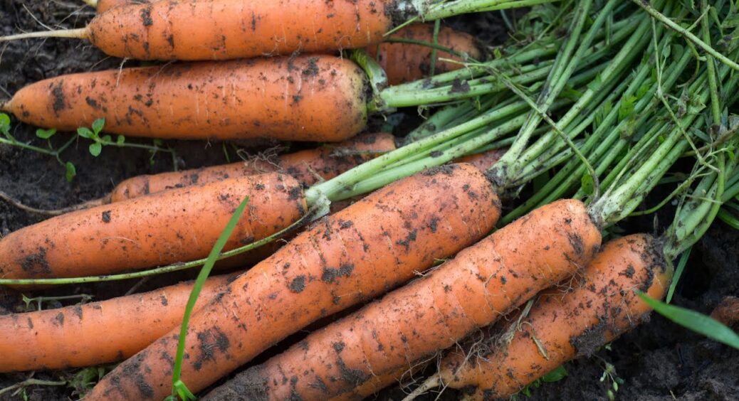 Сходи вже через 4 дні: сію моркву хитрим “дідівським” способом – і забуваю про проріджування грядок назавжди 