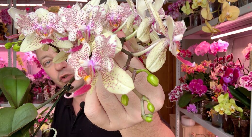 Розчиняю 1 ампулу – і поливаю квіти: орхідея та фікус зеленіють прямо на очах, а коріння одразу стає міцним 