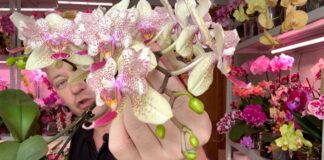 Квітникарі розповіли, як приготувати підживлення із аптечки для кімнатних рослин