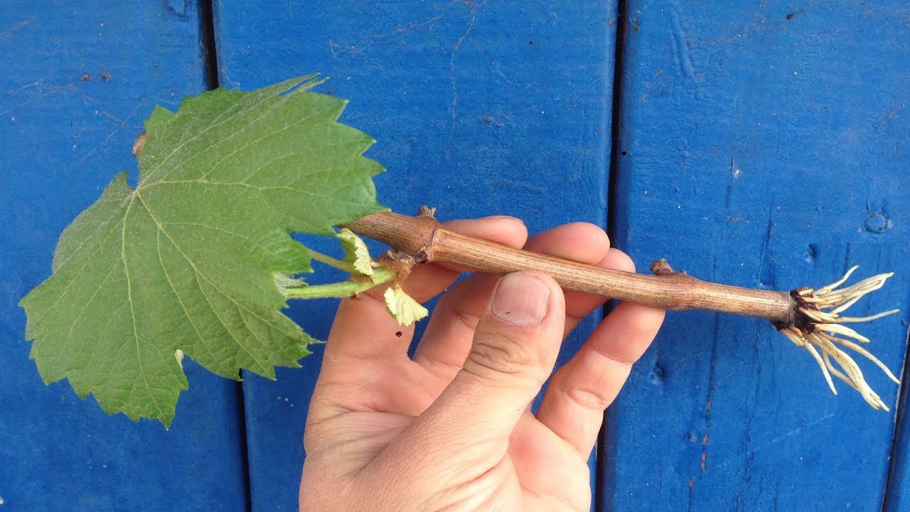 Садівники назвали 4 головні правила зимового вкорінення живців