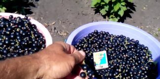 Агрономи розповіли, що в жодному випадку не варто садити поруч зі смородиною