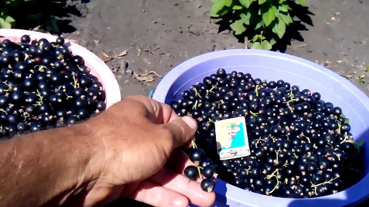 Агрономи розповіли, що в жодному випадку не варто садити поруч зі смородиною