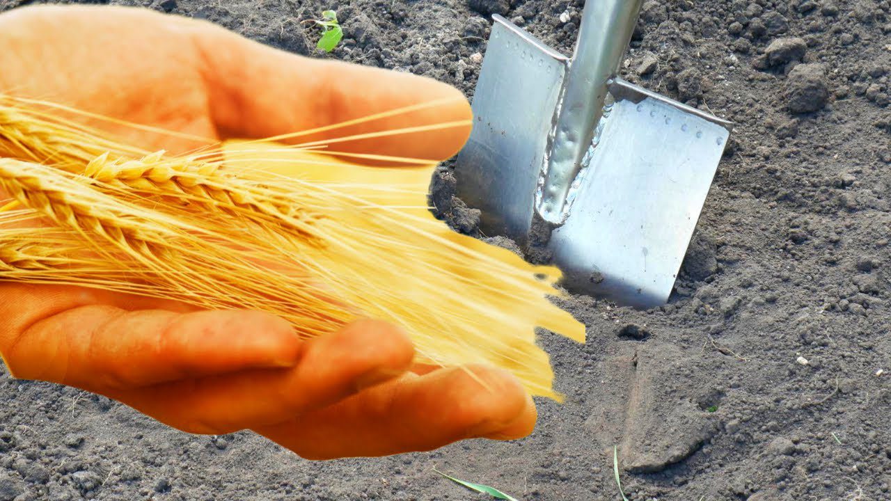 Городники розповіли, як легко та просто зробити з глини родючий чорнозем