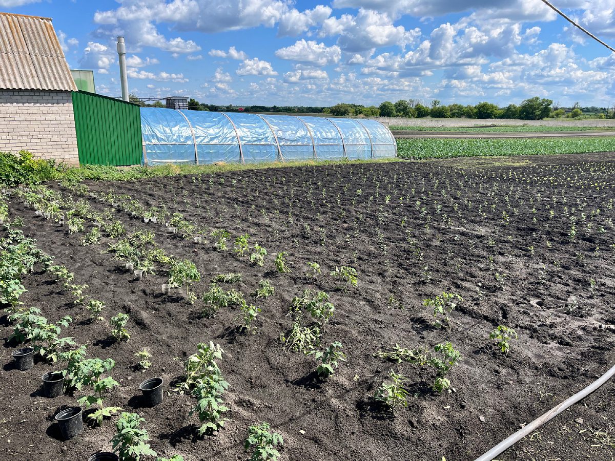 Експерти порадили, яка головна користь старих газет для грядки та рослин на городі