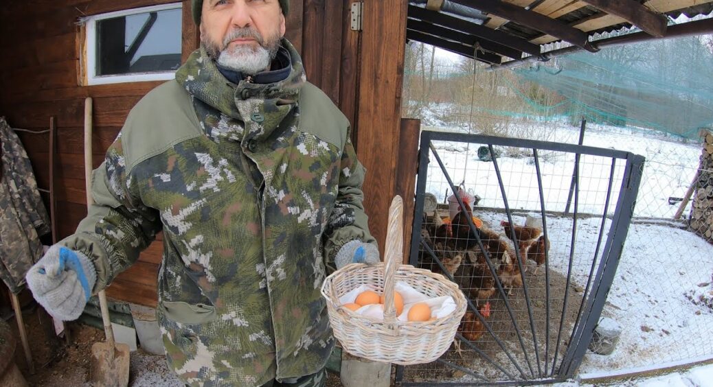 Кури не неслися у морози, а тепер збираю по 1 яйцю щодня від кожної: додаю в годівницю секретний інгредієнт 