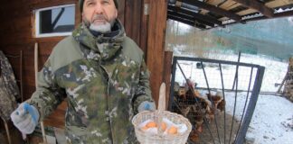 Господарі розповіли, що потрібно зробити для несучок, щоб вони неслися взимку