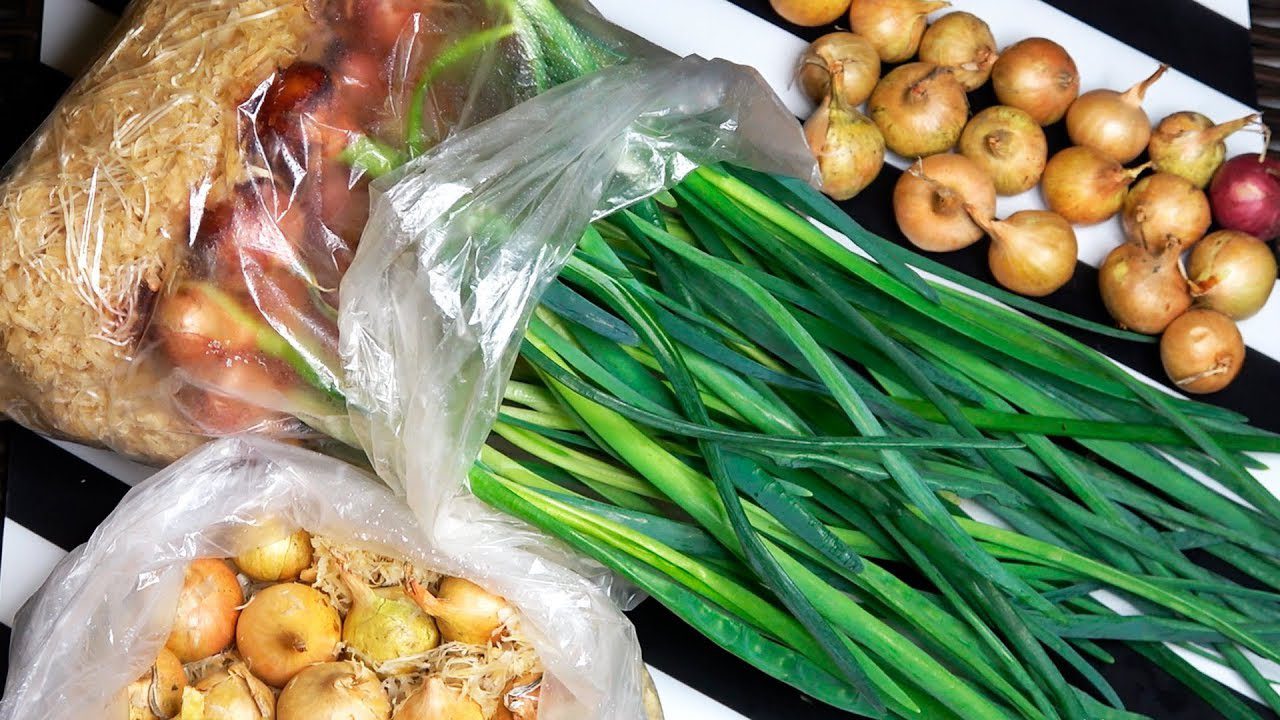 Городники поділилися способом, який допоможе виростити зелену цибулю у квартирі