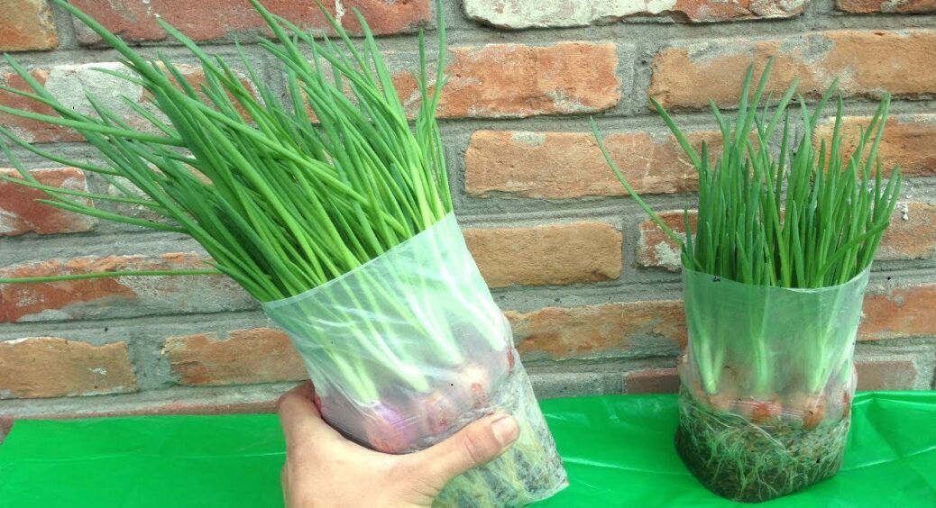 Зелена цибуля за 18 днів на підвіконні: без землі, без бруду – лише папір і вода, а пера – довжелезні 