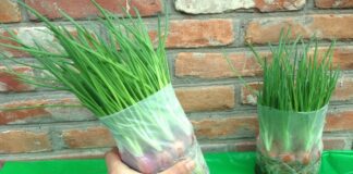 Городники поділилися способом, який допоможе виростити зелену цибулю у квартирі