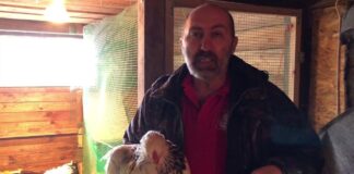 Господарі розповіли, як легко та швидко відучити курей розкльовувати яйця