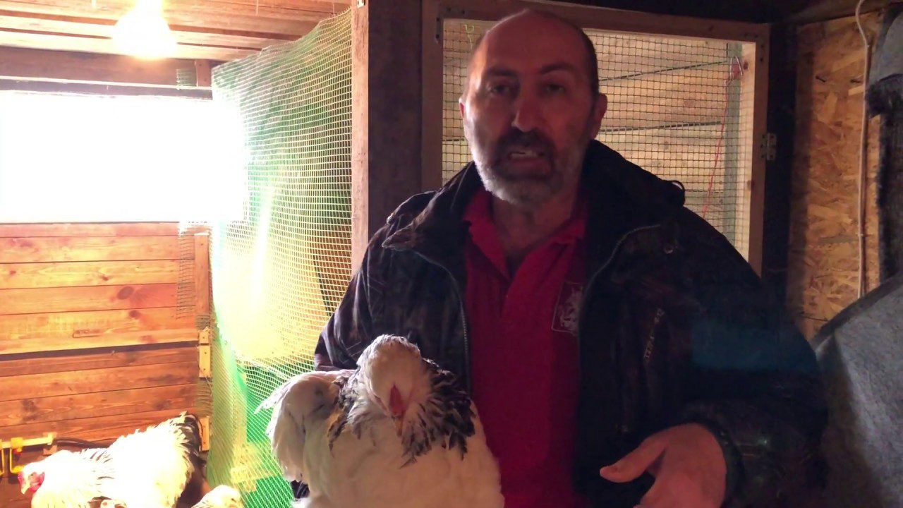 Господарі розповіли, як легко та швидко відучити курей розкльовувати яйця