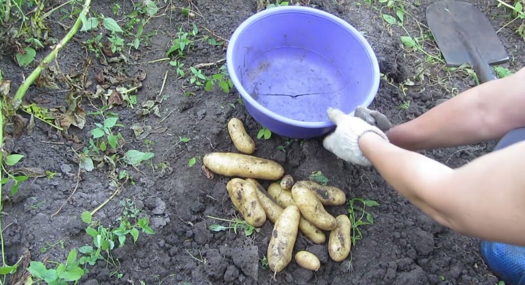 Дієва посадка картоплі “навпаки” з Польщі дає врожай у 100 разів вищий – сусіди випитуватимуть цей секрет 