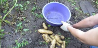 Агрономи назвали незвичайний метод посадки картоплі, який порадує щедрим урожаєм