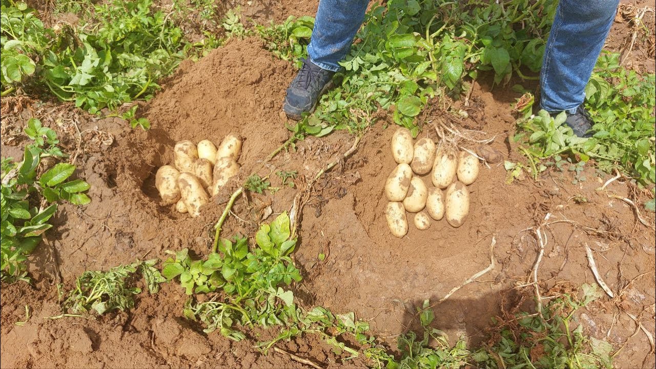 Агрономи назвали незвичайний метод посадки картоплі, який порадує щедрим урожаєм