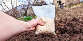 Городники розповіли, які крупи краще, ніж гній, підходять для удобрення грядок