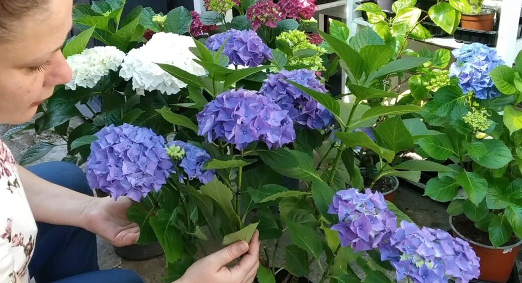 Підкислюю ґрунт під гортензією цим засобом – виліковує хлороз швидше за гній: трюк для дачників сезону-2026 