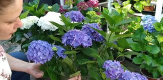 Садівники розповіли, навіщо і чим найкраще підкислювати ґрунт під гортензіями
