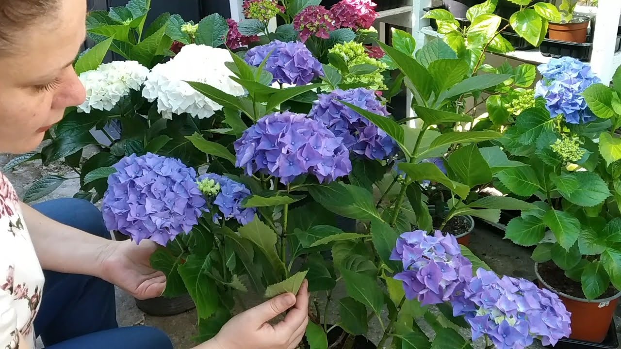 Садівники розповіли, навіщо і чим найкраще підкислювати ґрунт під гортензіями