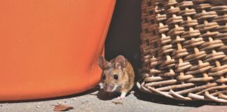 Господині розповіли, як назавжди позбутися мишей у будинку