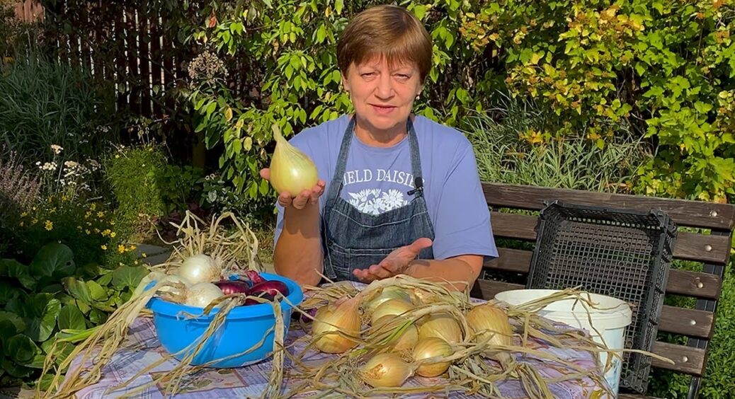 Секрет вічної свіжості цибулі – не шкода і поділитись: вона не гниє і не пускає паростки місяцями 