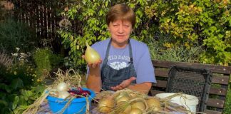 Дачники розповіли, як у домашніх умовах зберігати цибулю свіжою місяцями