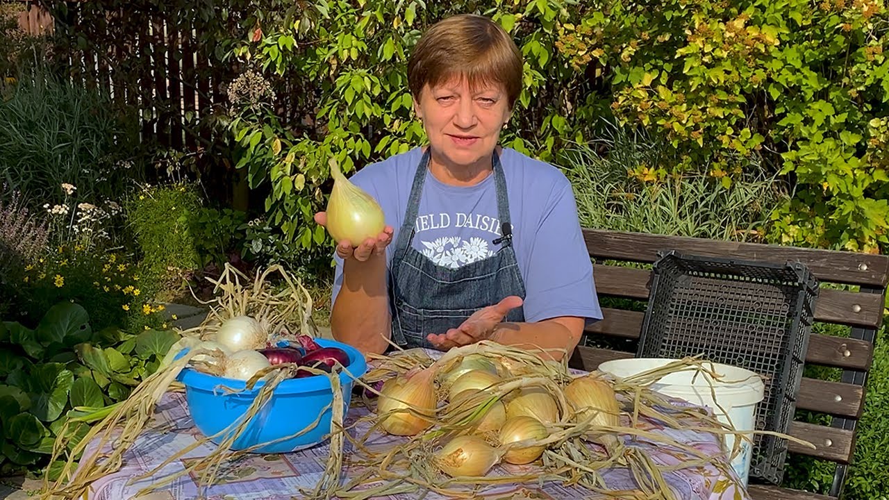 Дачники розповіли, як у домашніх умовах зберігати цибулю свіжою місяцями