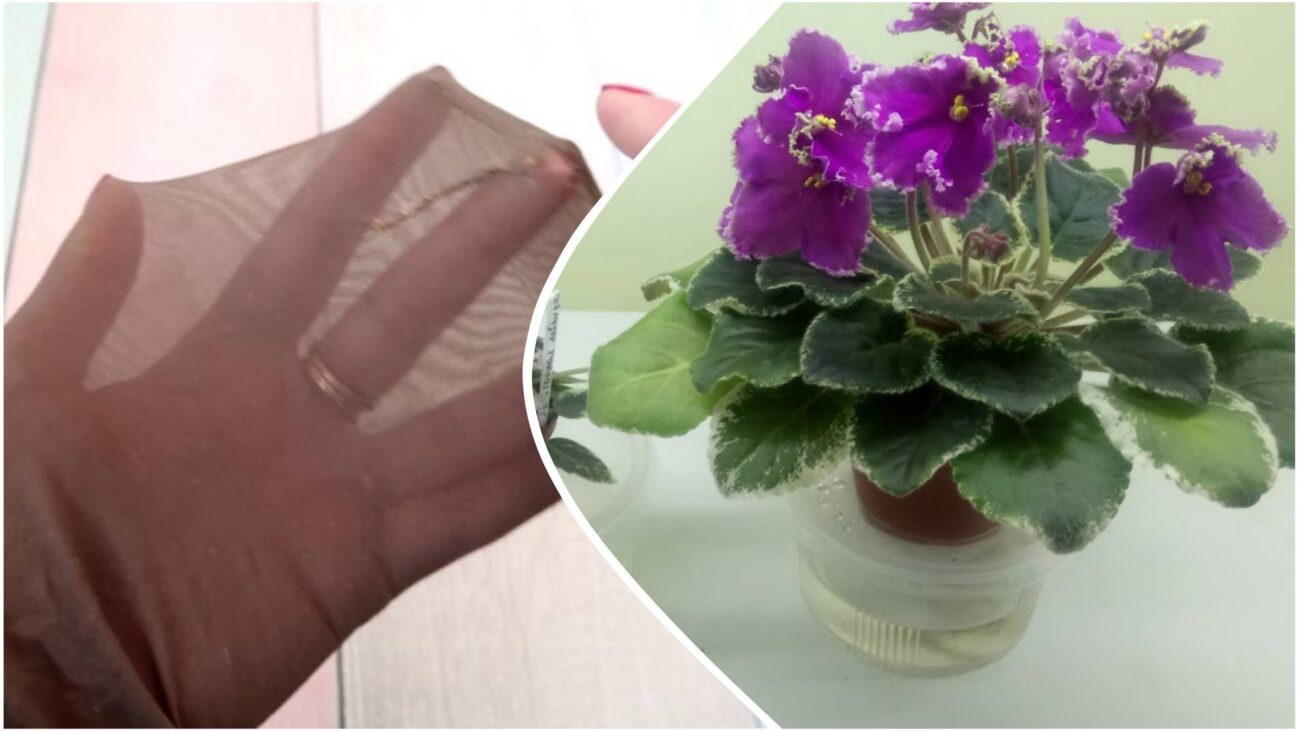 Садівники розповіли, як створити систему автополиву рослин підручними засобами