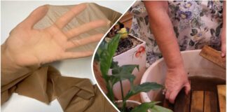 Садівники розповіли, як створити систему автополиву рослин підручними засобами