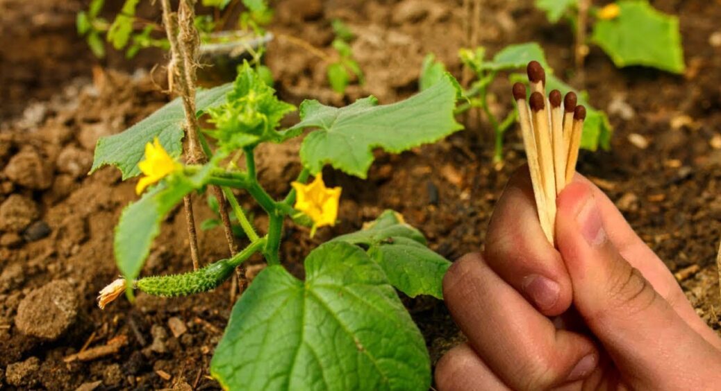 Ось для чого хитрі садівники закопують на городі сірники – трюк, який у 1000 разів кращий за дорогі добрива 