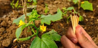 Садівники розповіли, як застосовувати сірники для покращення ґрунту на городі