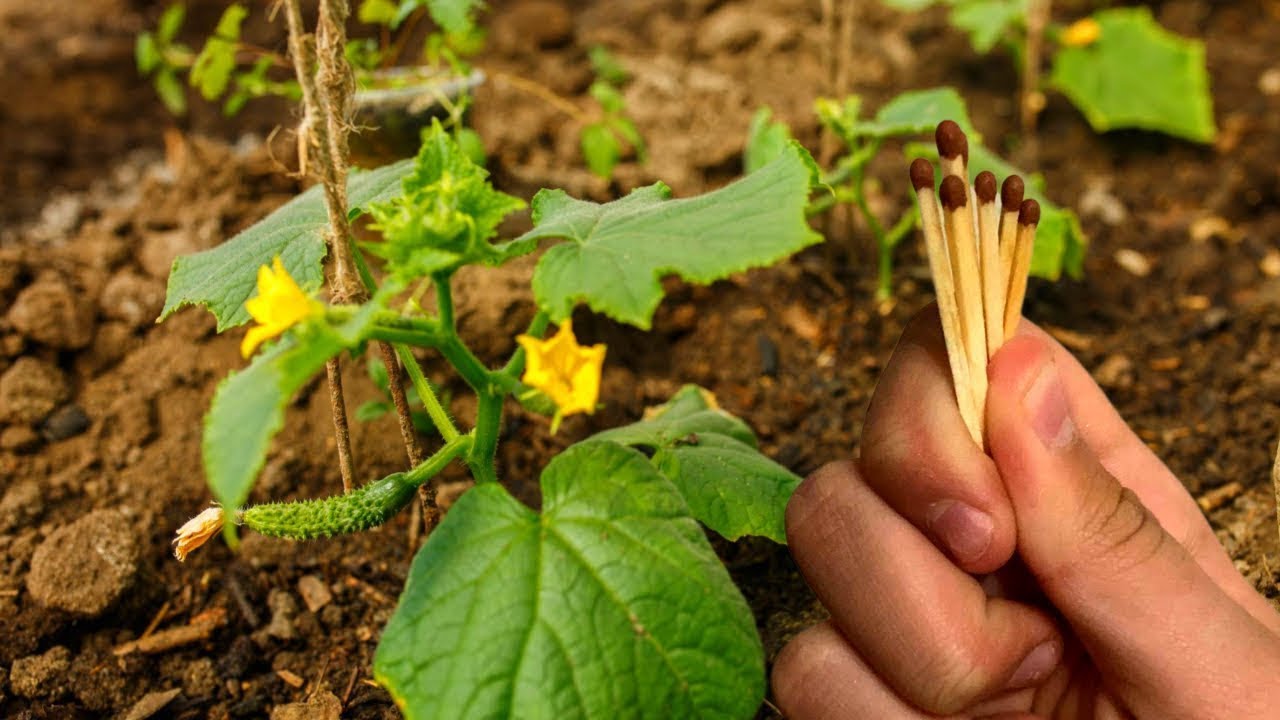 Садівники розповіли, як застосовувати сірники для покращення ґрунту на городі