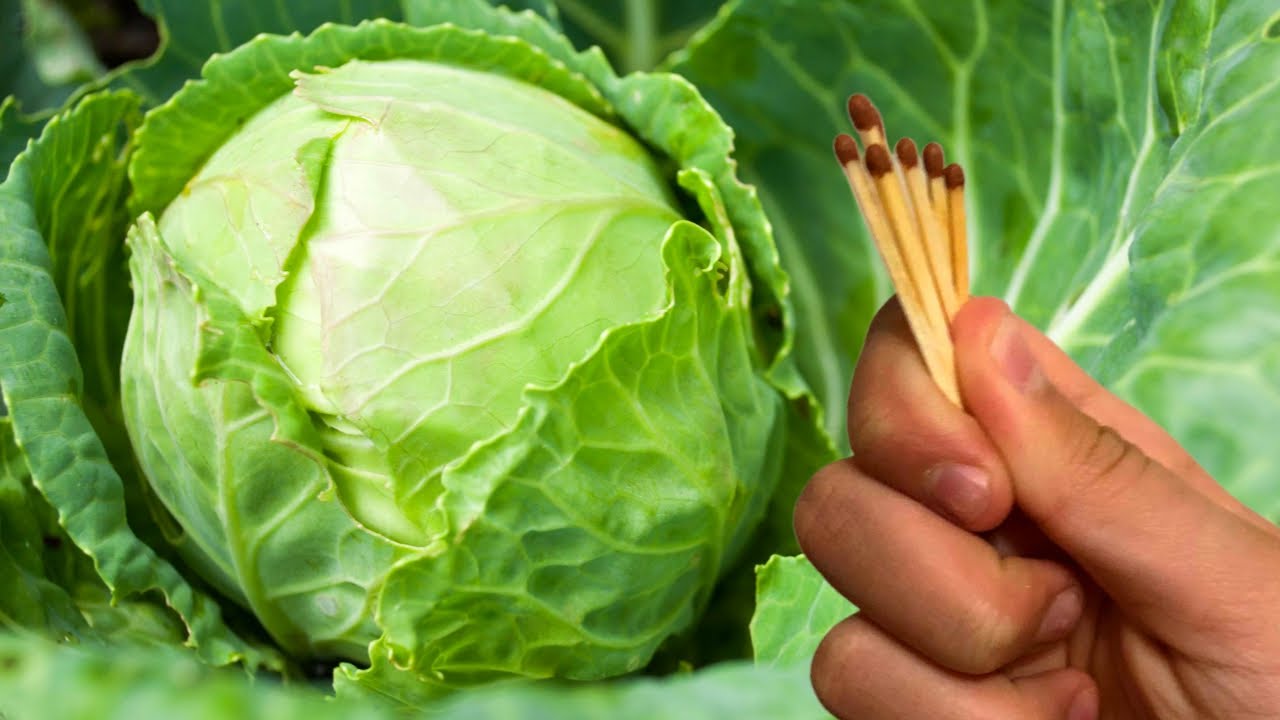 Садівники розповіли, як застосовувати сірники для покращення ґрунту на городі