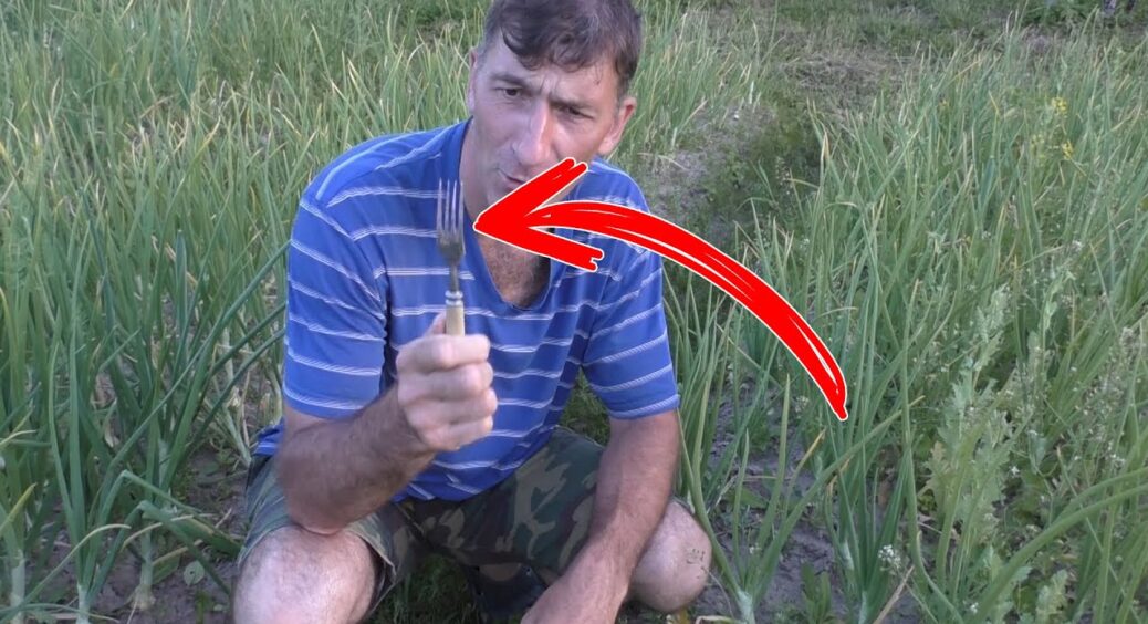 3 садівників запитали, навіщо кмітливі дачники встромляють старі виделки в грядки – відповідь здивувала 