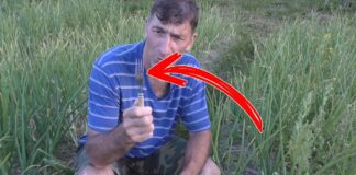 Садівники розповіли, навіщо потрібно встромляти старі виделки в грядки