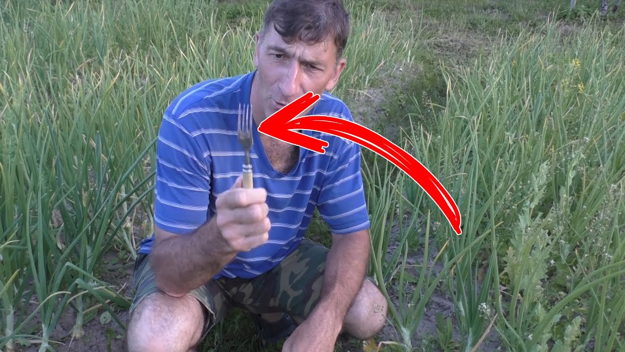 Садівники розповіли, навіщо потрібно встромляти старі виделки в грядки