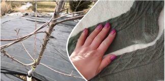 Садівники розповіли, як старі шкарпетки допоможуть винищити попелицю на деревах