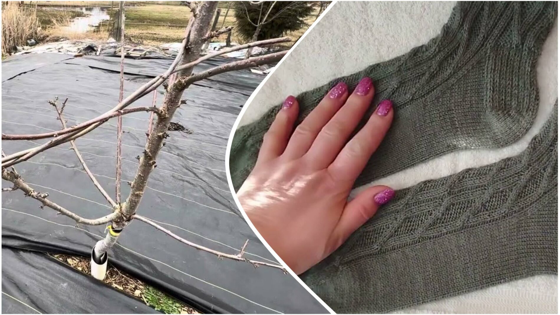 Садівники розповіли, як старі шкарпетки допоможуть винищити попелицю на деревах